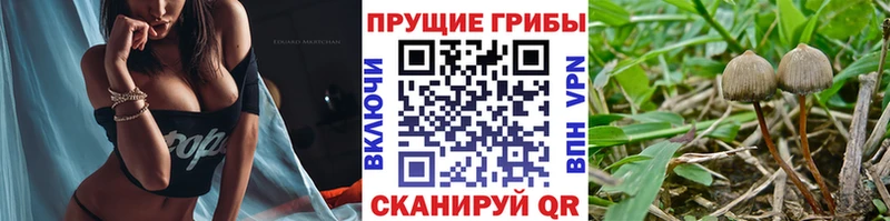 blacksprut ССЫЛКА  Каргат  Галлюциногенные грибы GOLDEN TEACHER 